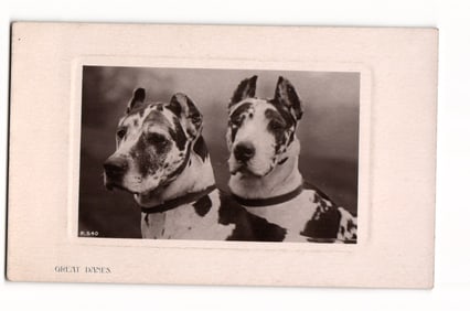 RPPC Two Harlequin Great Danes Portrait P.540 The Rotograph Co. N.Y. City Printed England