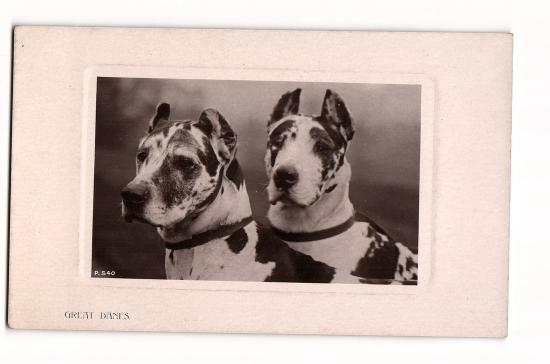 RPPC Two Harlequin Great Danes Portrait P.540 The Rotograph Co. N.Y. City Printed England: This real photo postcard (RPPC) features a black and white photographic portrait of two Harlequin Great Danes. The photograph is centered within a debossed rectangular frame on a cream-colored cardsto