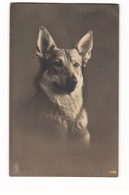 Dog Portrait RPPC Postcard Sepia Tone Studio Photograph Embossed Mark Sweden c. 1926 Biersal