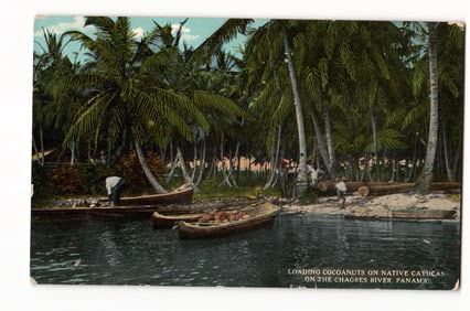 Loading Coconuts on Native Cayucas, Chagres River, Panama Canal Zone Y.M.C.A. postcard