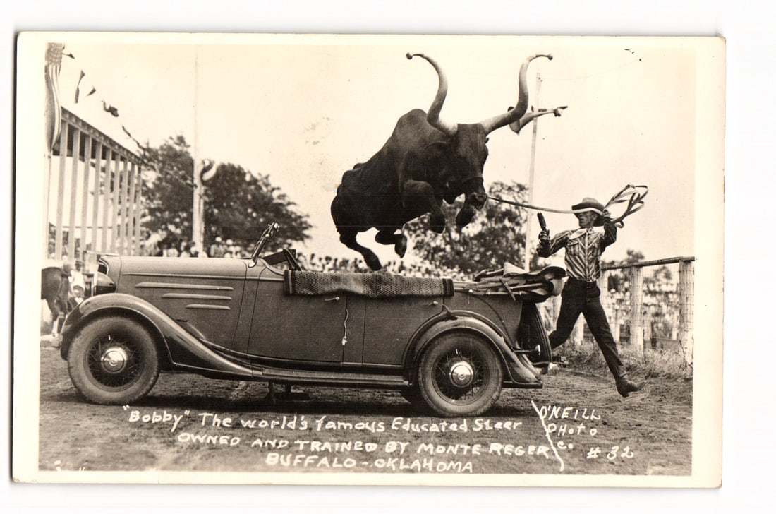 "Bobby" Educated Steer Jumping Car, Monte Reger, Buffalo, Oklahoma, O'Neill Photo Postcard: A black and white photograph depicts an action scene. A dark-colored steer with long, upward-curving horns is captured in mid-air, leaping from right to left over a vintage open-top convertible automo