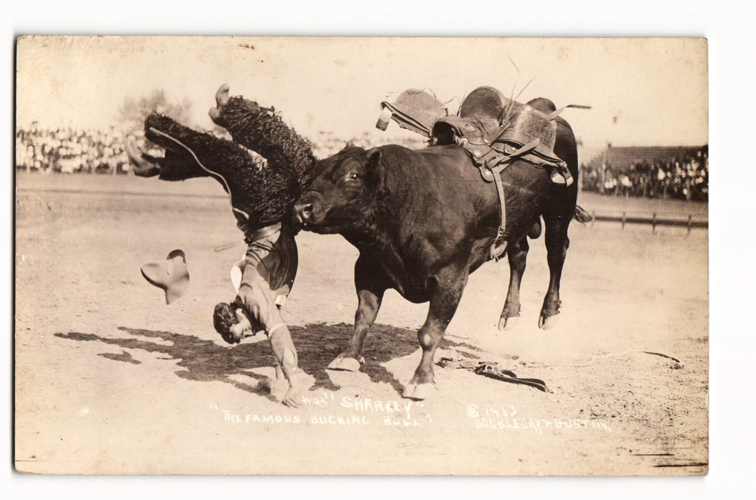 RPPC 1913 Rodeo: Cowboy Thrown by "H.S. Shackley" Bull, Miles City, Mont. Doubleday-Gustin postcard (1 of 2)