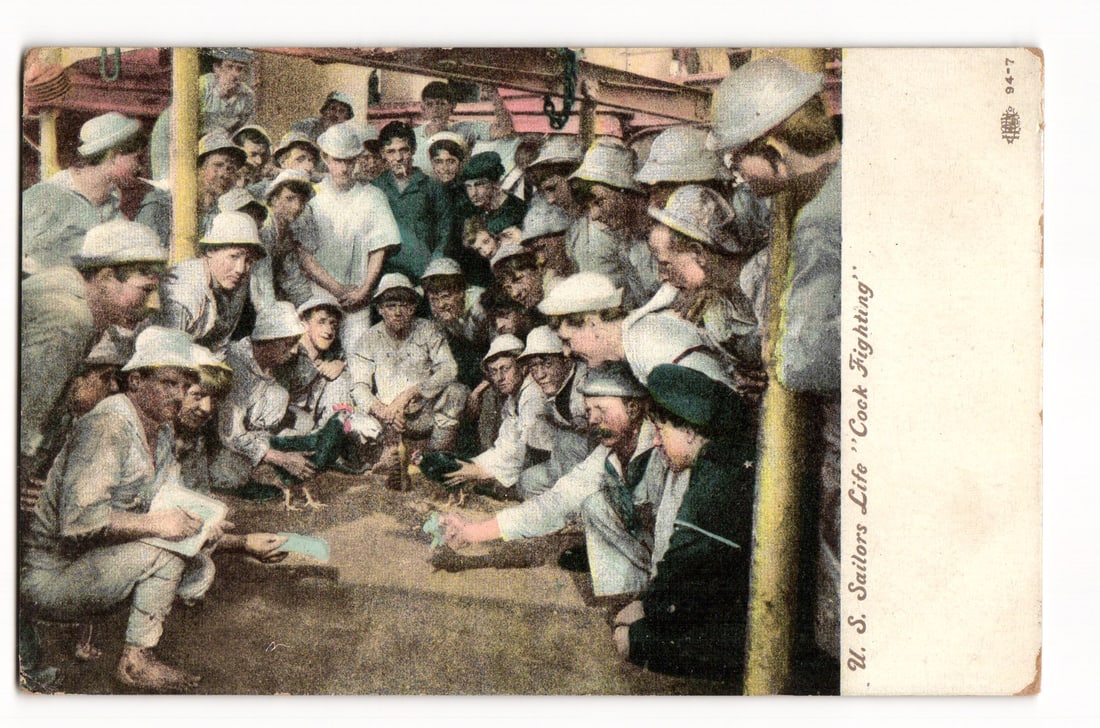 U.S. Sailors Life "Cock Fighting" postcard, men observing rooster fight, early 20th century era (1 of 2)