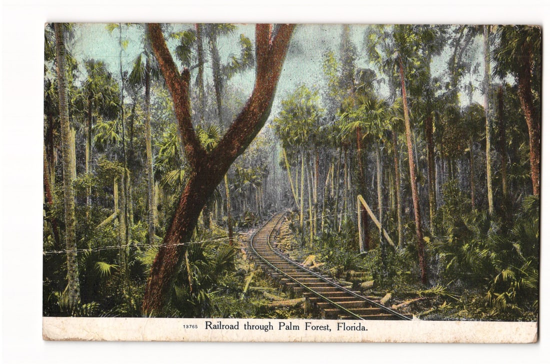 Railroad through Palm Forest, Florida. Colorized view of tracks winding through dense woods: A colorized image shows railroad tracks curving to the right and receding into a dense palm forest. A prominent, darker, bare tree trunk with a few branches is in the left foreground, angling towards