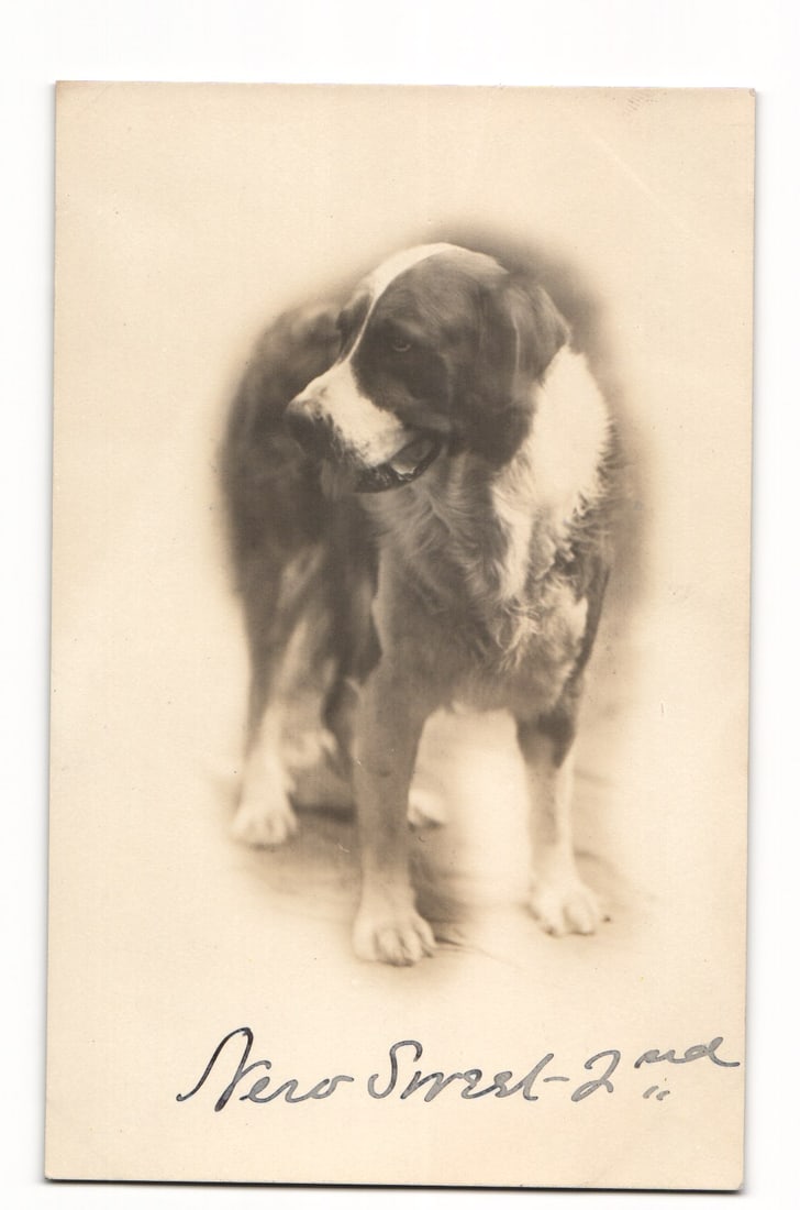 RPPC Postcard: Portrait of a Dog Named 'Nero Sweet - 2nd', Standing, Vignetted Photograph: A vignetted photographic portrait shows a dog, appearing to be a St. Bernard or similar large breed, standing and looking towards the viewer's left. The dog has dark fur on its back and head, with a w