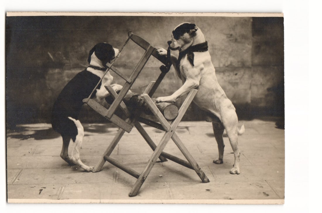 RPPC Postcard Two Dogs Sawing Wood Anthropomorphic Scene Grenoble France PHOTOGRAPHIE OBDOUX (1 of 2)
