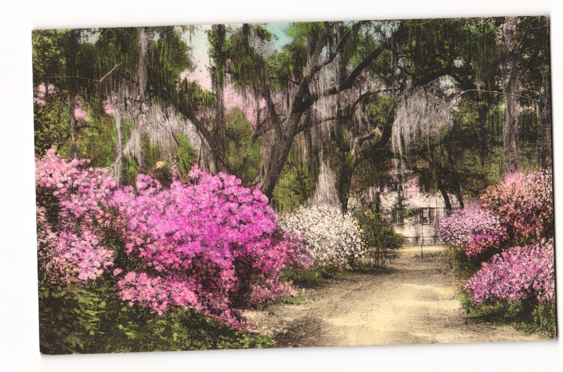 Postcard: Summerville, S.C., Driveway to "The Postern", Azaleas, Mossy Oaks, Hand-Colored, c.1910s: Please view photos for further description and condition considerations. Please know the scans may be darker or lighter than the actual card's true appearance. FREE SHIPPING POLICY: (Domestic USA Only