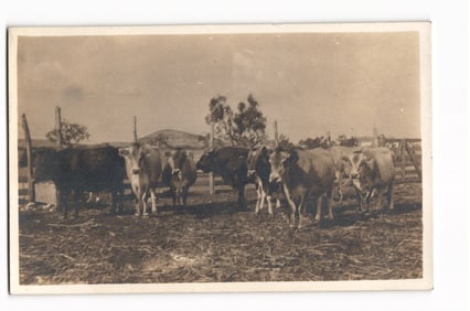 Real Photo Postcard RPPC showing a herd of Jersey Cattle in a rustic corral on a Texas farm, c.