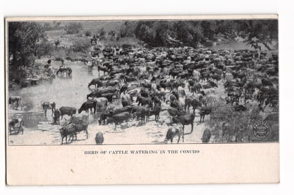 RPPC showing a large herd of cattle watering in the Concho River, San Angelo, Texas scene c. 1913.