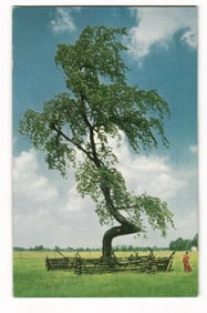 Chrome postcard of the historic Indian Trail Marker Elm Tree near Upper Sandusky, Ohio, from SOHIO.