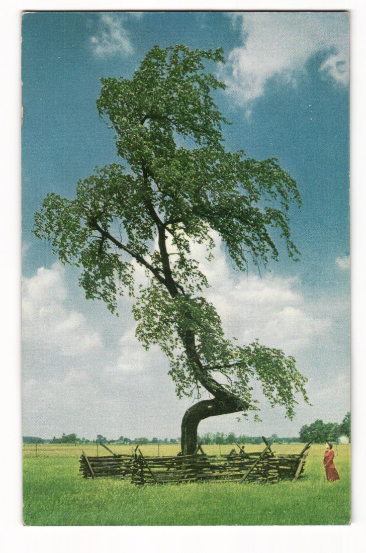 Chrome postcard of the historic Indian Trail Marker Elm Tree near Upper Sandusky, Ohio, from SOHIO.: Please view photos for further description and condition considerations. Please know the scans may be darker or lighter than the actual card's true appearance. ACME Auctions offers FREE DOMESTIC SHIPP