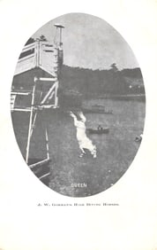 Postcard of Queen, one of J. W. Gorman's High Diving Horses, performing a high dive, circa 1900s.