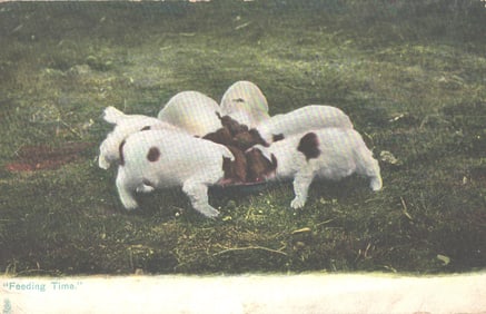 Raphael Tuck & Sons Photochrome postcard from the "Animal Life" series of puppies at "Feeding Time."