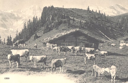 Postcard of a Swiss Alps pastoral scene with a herd of cattle grazing on a mountainside near a hut.