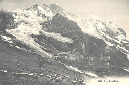 Postcard of the iconic Jungfrau mountain in the Swiss Alps with a herd of cattle on a slope, c. 1911