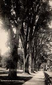 RPPC Real Photo Postcard showing the Mammoth Elms along a sidewalk in Charlestown, New Hampshire.