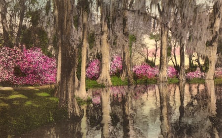 Hand colored postcard of cypress trees with Spanish moss & azaleas, Magnolia Gardens, Charleston,
