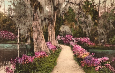 Hand-colored postcard of a path with azaleas at Magnolia Gardens, Charleston, South Carolina c.