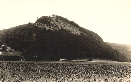 RPPC Real Photo Postcard showing Mount Sugarloaf from a crop field in Sunderland, Massachusetts c.