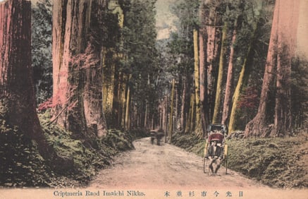 Postcard of the Cryptomeria Road in Imaichi, Nikko, Japan with a person in a sedan chair, c. 1910s