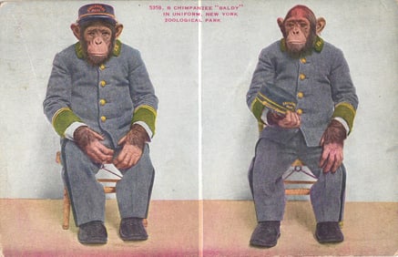 Postcard featuring 'Baldy' the Chimpanzee wearing his uniform, New York Zoological Park, c. 1907.