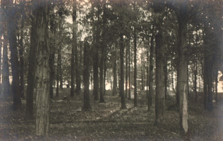 RPPC Real Photo Postcard of a sunlit forest scene with light rays filtering through trees, c. 1910s.