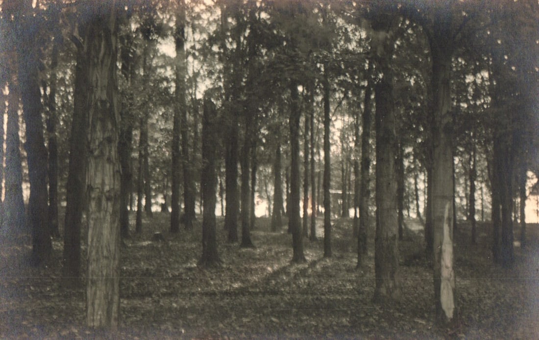 RPPC Real Photo Postcard of a sunlit forest scene with light rays filtering through trees, c. 1910s.: Please view photos for further description and condition considerations. Please know the scans may be darker or lighter than the actual item's true appearance. ACME Auctions offers FREE DOMESTIC SHIPP
