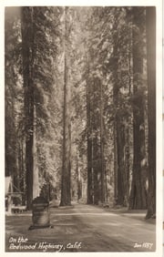 RPPC Real Photo Postcard of Richardson Grove Camp Ground on the Redwood Highway in California, c.