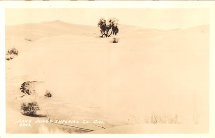 RPPC Real Photo Postcard of vast Sand Dunes with a solitary tree, a desert landscape in California.