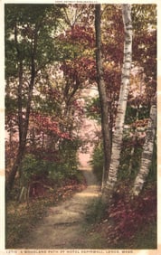 Detroit Publishing Co. postcard of a Woodland Path at Hotel Aspinwall, Lenox, Massachusetts