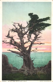 Detroit Publishing Co. postcard of the gnarled Witch Tree overlooking the Pacific Ocean in Monterey,