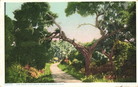 "Phostint" postcard of gnarled Live Oak trees on scenic Cliff Drive in Santa Barbara, California