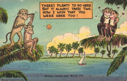 Linen postcard of comic monkeys at Monkey Jungle near Miami, Florida. Tropical Florida Comics c.