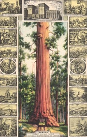 Postcard of Wawona Big Tree, Giant Sequoia, a trademark of Pacific Mutual Life Insurance, California