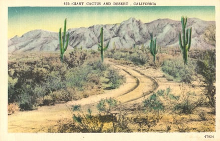 Postcard showing a winding road through a California desert with Giant Cactus and mountains c. 1940s