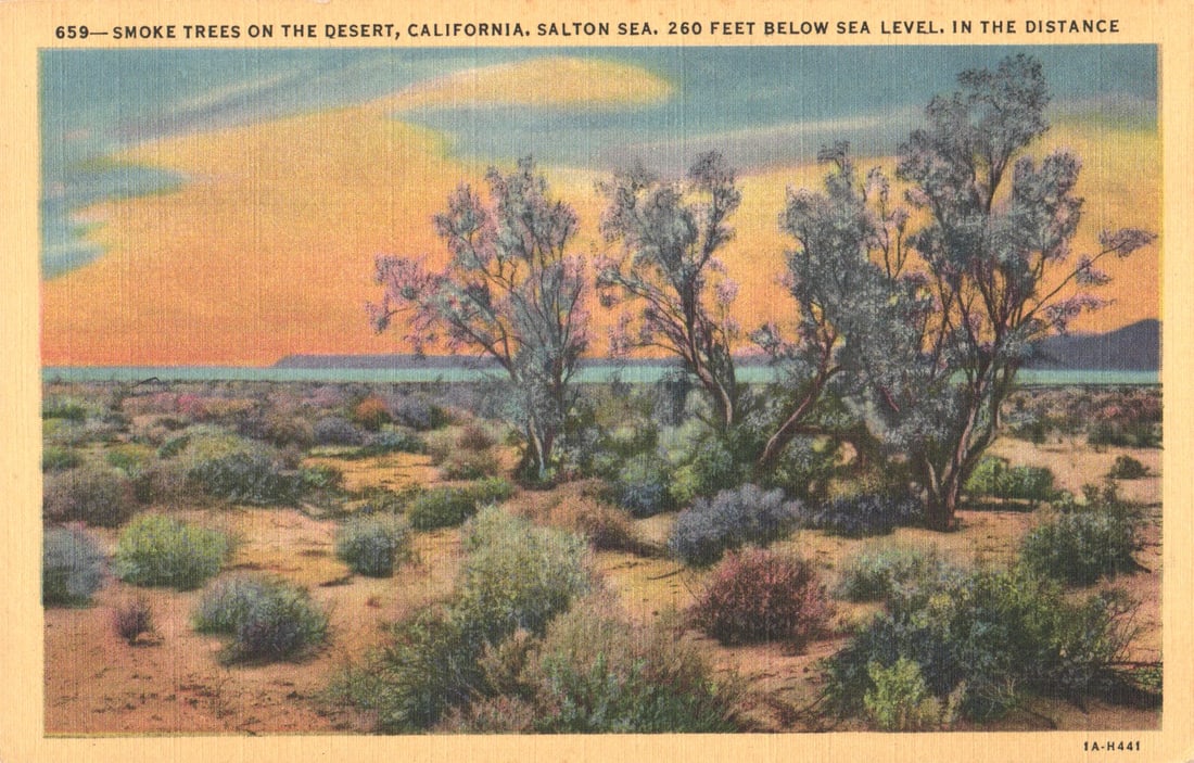 Postcard of Smoke Trees on the desert near the Salton Sea in California, 260 feet below sea level. (1 of 2)