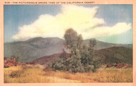 Linen postcard showing the Picturesque Smoke Tree, a decorative plant of the California desert.