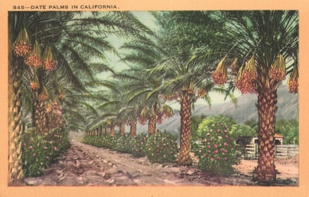 Postcard view of a dirt road through a grove of Date Palms laden with fruit in Southern California.