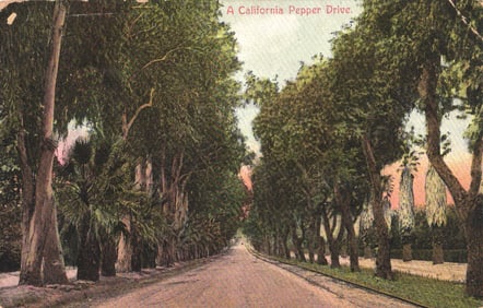 Postcard showing a scenic California Pepper Drive with trolley tracks in Los Angeles, California. c.