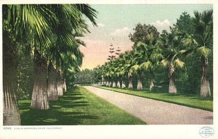 Postcard showing a Palm Bordered Drive somewhere in California, Detroit Publishing Co. Phostint 1904