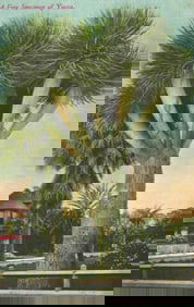 Postcard of a fine Yucca tree specimen in California. "On the Road of a thousand wonders." c. 1910s