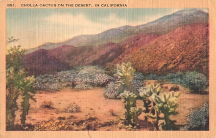 Postcard showing a vast field of Cholla Cactus on the desert in scenic California, circa 1940s.