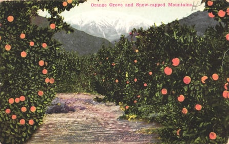 Postcard showing a scenic Orange Grove with Snow-capped Mountains near Los Angeles, California