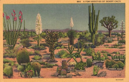 Linen postcard showing varieties of desert cacti including Saguaro and Joshua Tree in California c.