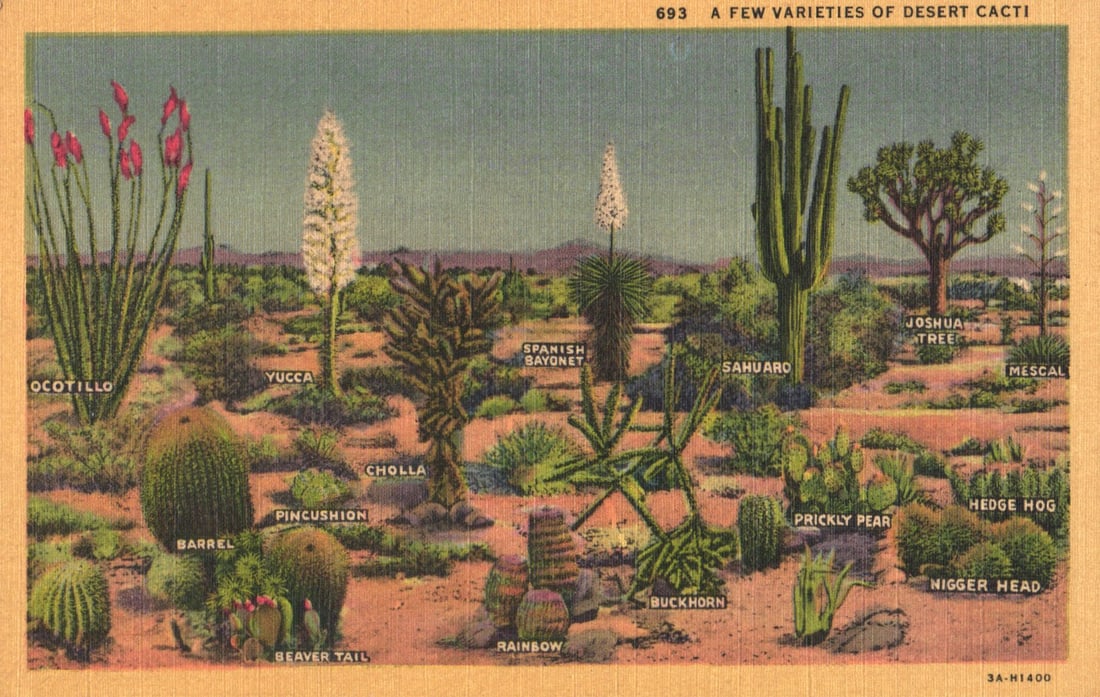 Linen postcard showing varieties of desert cacti including Saguaro and Joshua Tree in California c.: You are bidding on an original postcard and not a reprint. Please view photos for further description and condition considerations. Please know the scans may be darker or lighter than the actual item'