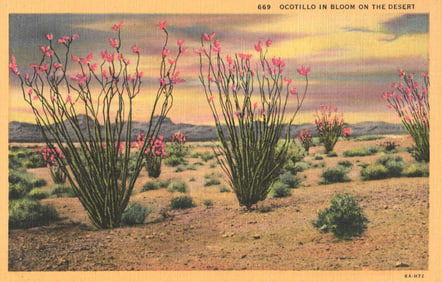 Linen postcard showing Ocotillo plants in bloom in a vast desert landscape in southern California.