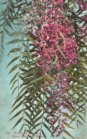 Postcard showing a beautiful branch of the California Pepper Tree with its bright red berries. c.