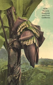 Postcard showing Banana Blossoms and Fruit in California, from the 1915 Panama-California