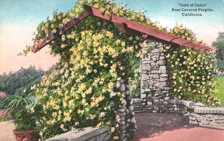 Postcard of "Gold of Ophir" Roses on a Stone Pergola, a beautiful garden scene in California c.