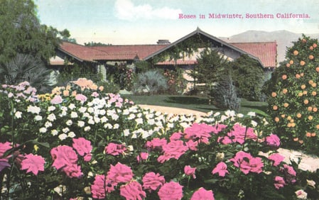 Postcard showing Roses in Midwinter in a garden with an orange tree in Southern California. c. 1910s